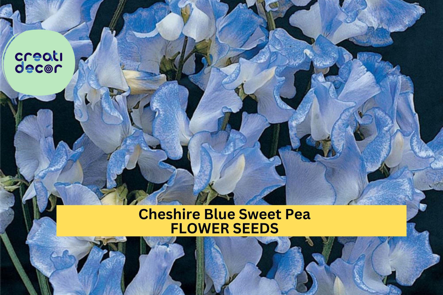 50+ Cheshire Blue Sweet Pea Seeds – Fragrant Blue Climbing Vines for Gardens & Bouquets – Lathyrus odoratus