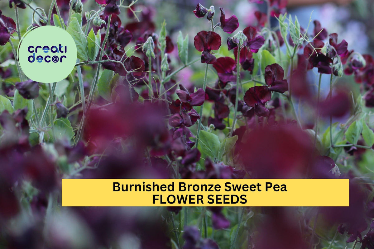 50+ Burnished Bronze Sweet Pea Seeds – Fragrant Climbing Vines with Copper-Toned Blooms, Lathyrus odoratus for Garden Trellises and Fences