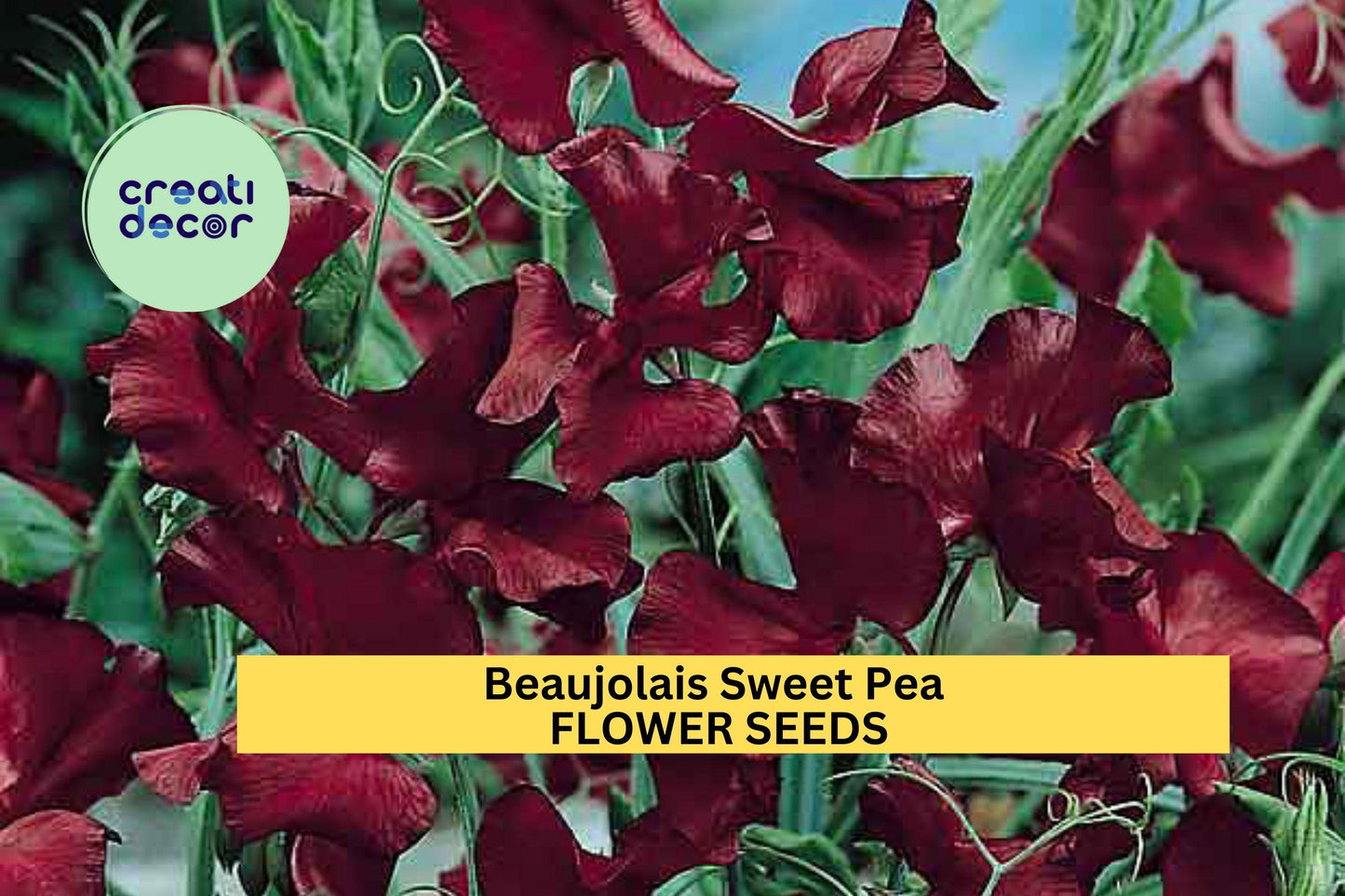 50+ Beaujolais Sweet Pea Seeds – Fragrant Climbing Vines with Deep Wine Blooms for Garden, Trellises & Cut Flowers – Lathyrus odoratus