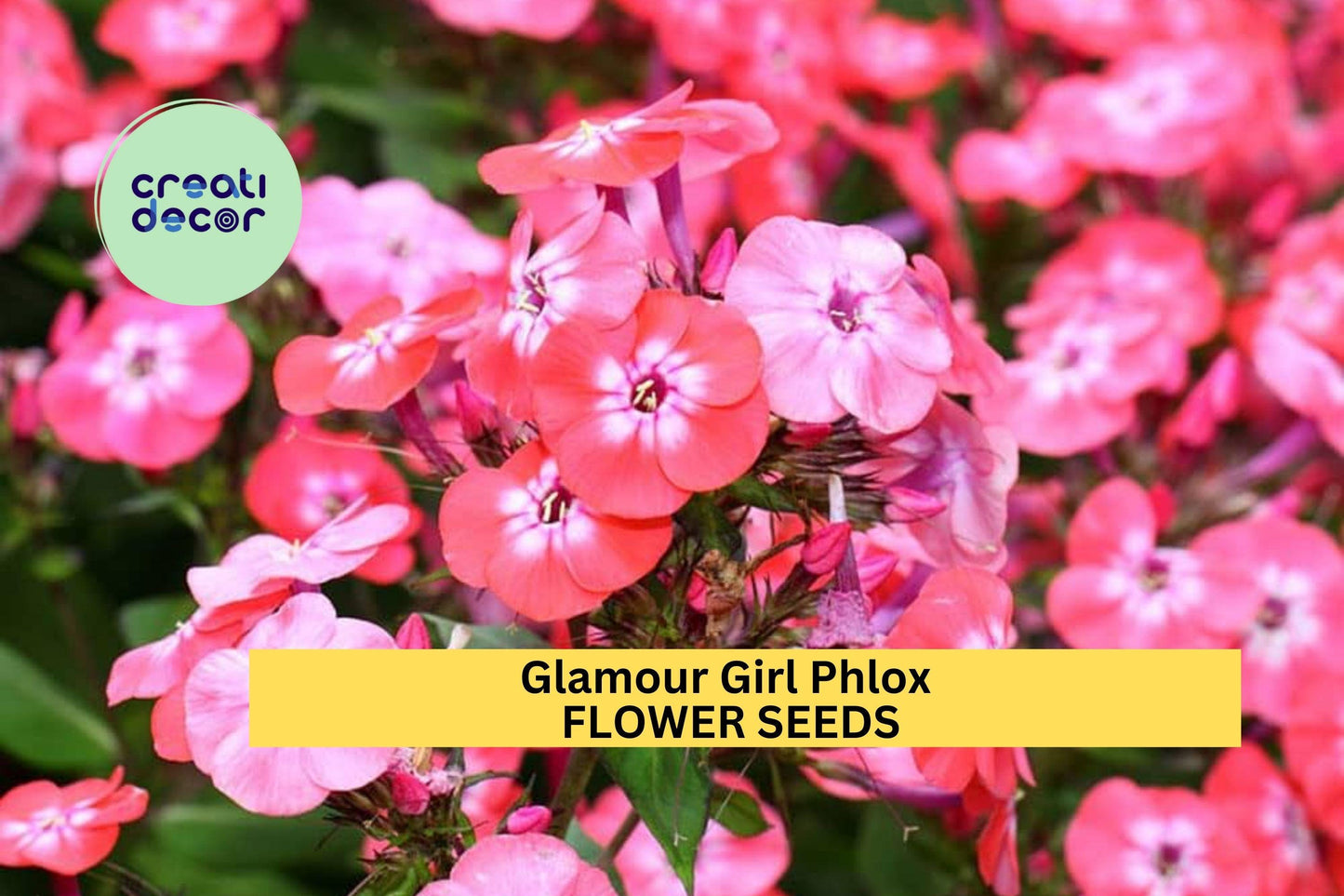 Glamour Girl Phlox Seeds – Coral-Pink Perennial for Borders & Pollinator Gardens – Phlox paniculata, 100+ Seeds