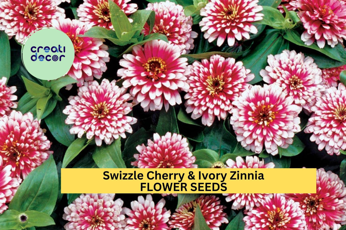 Zinnia Seeds 100+ Swizzle Cherry & Ivory Bi-Color Annual for Garden Beds & Containers, Butterfly Attracting, Full Sun