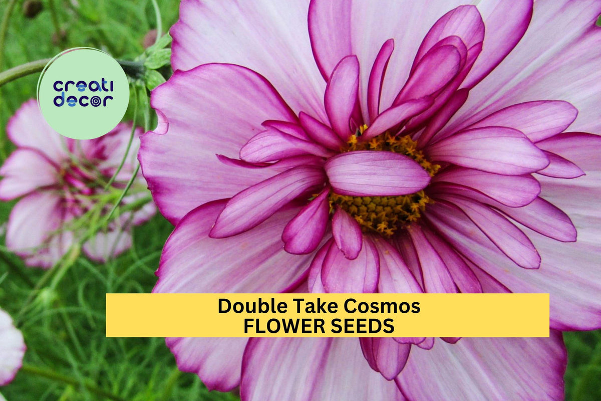 Double Take Cosmos Seeds – 200+ Mixed Colors, Fully Double Blooms, Annual Flower, Cosmos bipinnatus