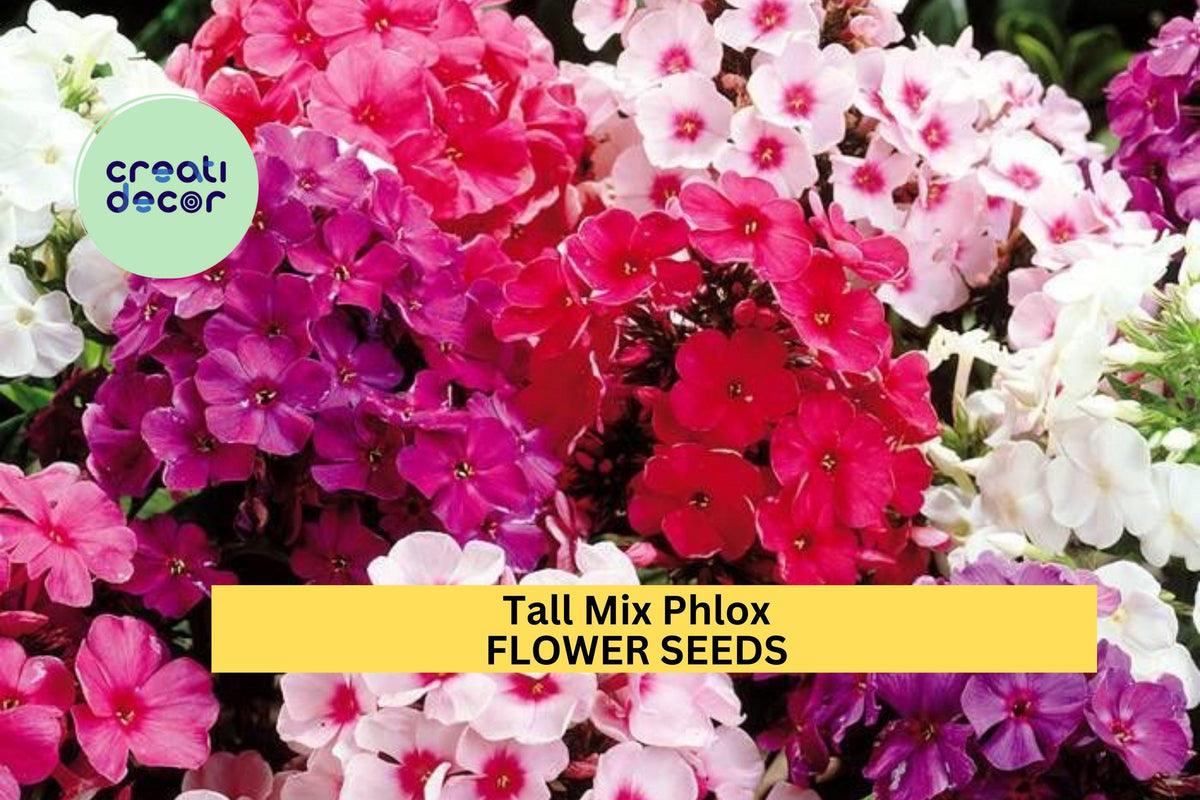 Tall Garden Phlox Seeds – 100+ Mix of Pink, Red, White, Lavender & Bicolor Flowers for Borders, Pollinator Gardens & Summer Blooms