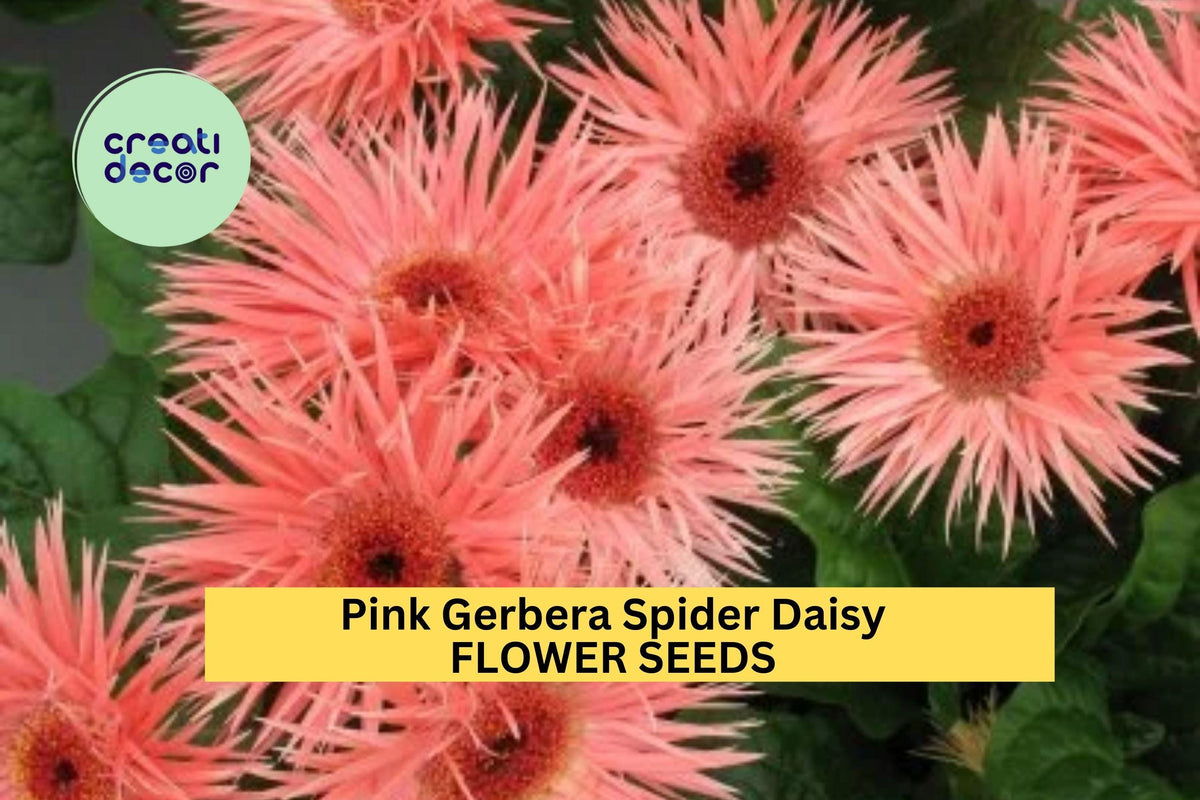 Pink Gerbera Spider Daisy Seeds – 50+ Spiky Petal Gerbera jamesonii for Borders, Bouquets & Garden Planting