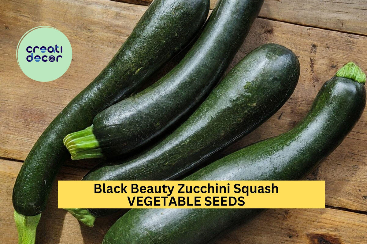 Black Beauty Zucchini Seeds – Heirloom Cucurbita pepo, Dark Green, High-Yield Summer Squash, Fast-Growing Vegetable Seeds, 25+ Pack