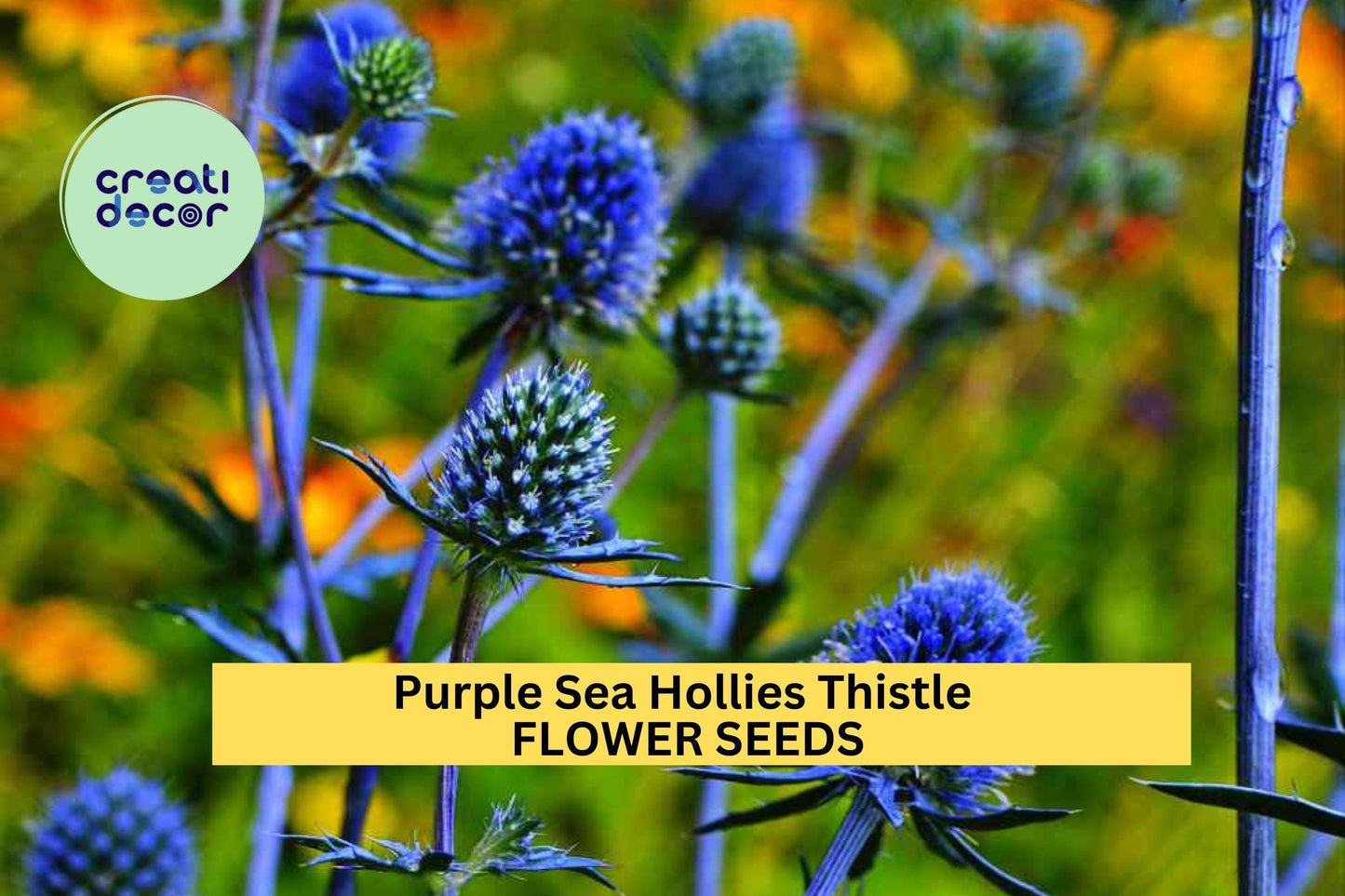 Purple Sea Holly Seeds – Drought-Tolerant Perennial with Violet-Blue Spiky Blooms – Eryngium planum, Pollinator-Friendly, Full Sun, 200+ Seeds