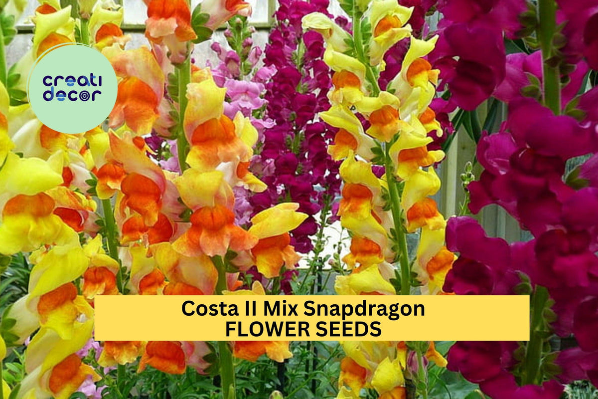 1000+ Snapdragon Seeds Costa II Mix Tall Colorful Spikes Antirrhinum majus for Garden, Cut Flowers & Pollinator Gardens