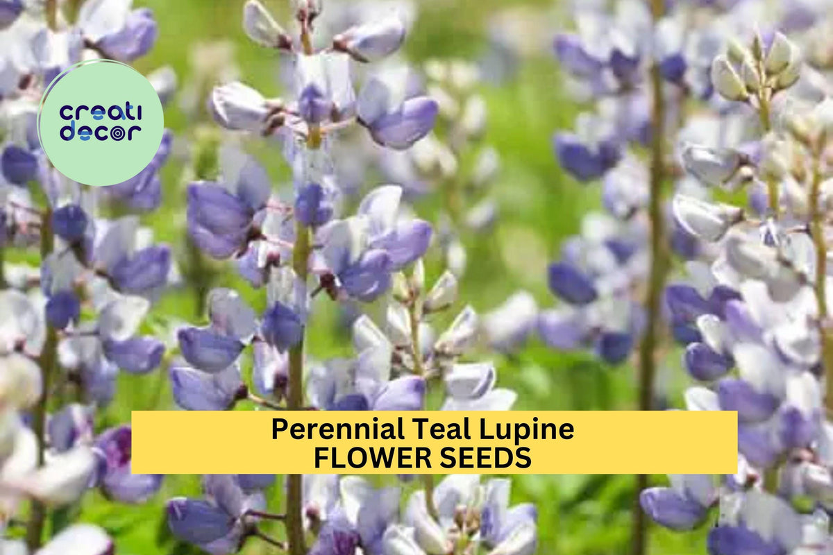 Perennial Teal Lupine Seeds 25+ Blue-Green Flower Spikes Pollinator-Friendly Garden Planting Lupinus perennis