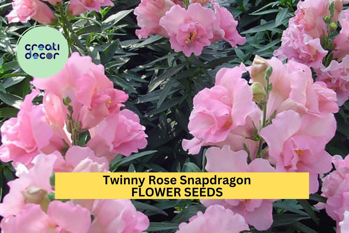 1000+ Twinny Rose Snapdragon Seeds – Ruffled Peach-Pink Blooms, Compact Antirrhinum majus for Garden, Borders & Containers
