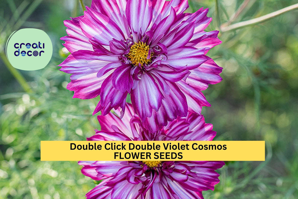 Double Click Double Violet Cosmos Seeds – Frilly Purple Blooms, Cosmos bipinnatus, 200+ Seeds for Garden & Cut Flowers