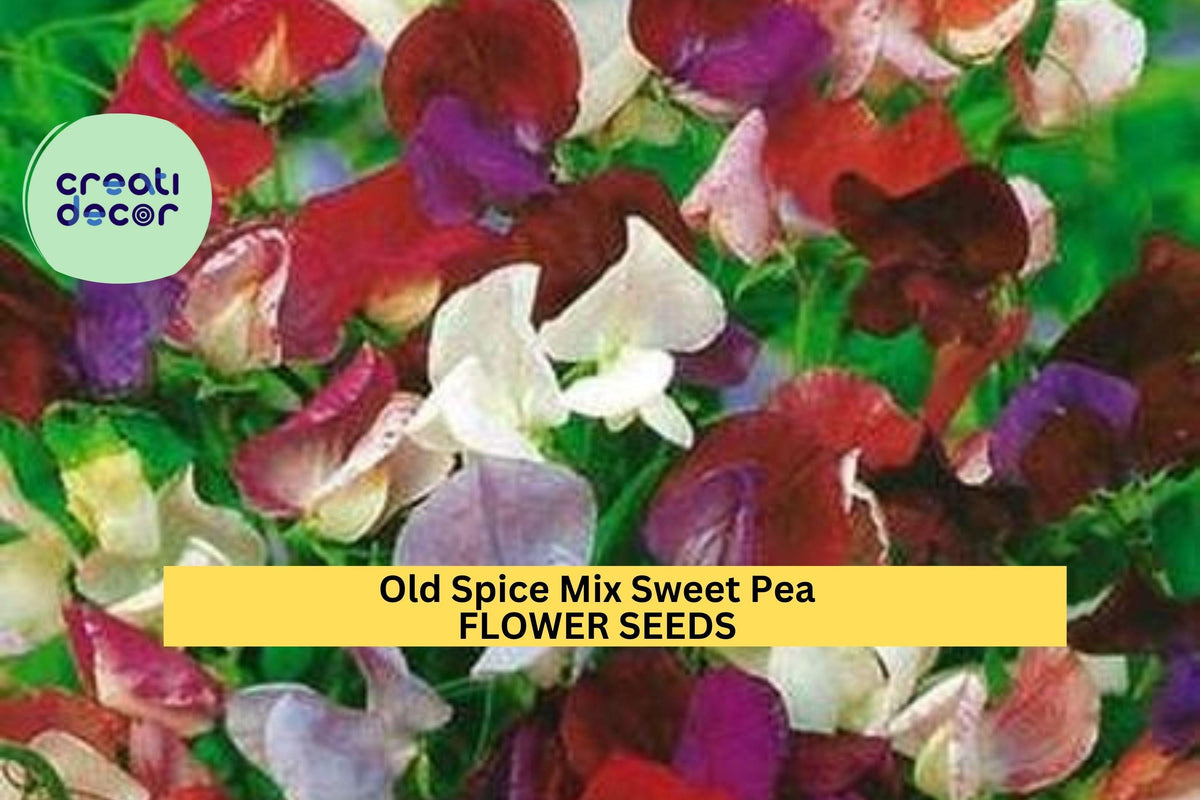 Old Spice Mix Sweet Pea Seeds – Fragrant Heirloom Climbing Vines for Trellises & Bouquets – Lathyrus odoratus, 50+ Seeds