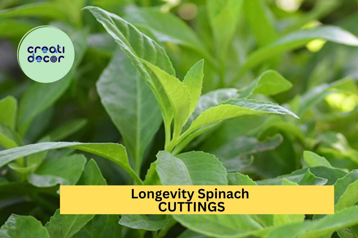 Longevity Spinach Cuttings 10-Pack Gynura procumbens Unrooted Stems Edible Green for Garden Pots or Raised Beds