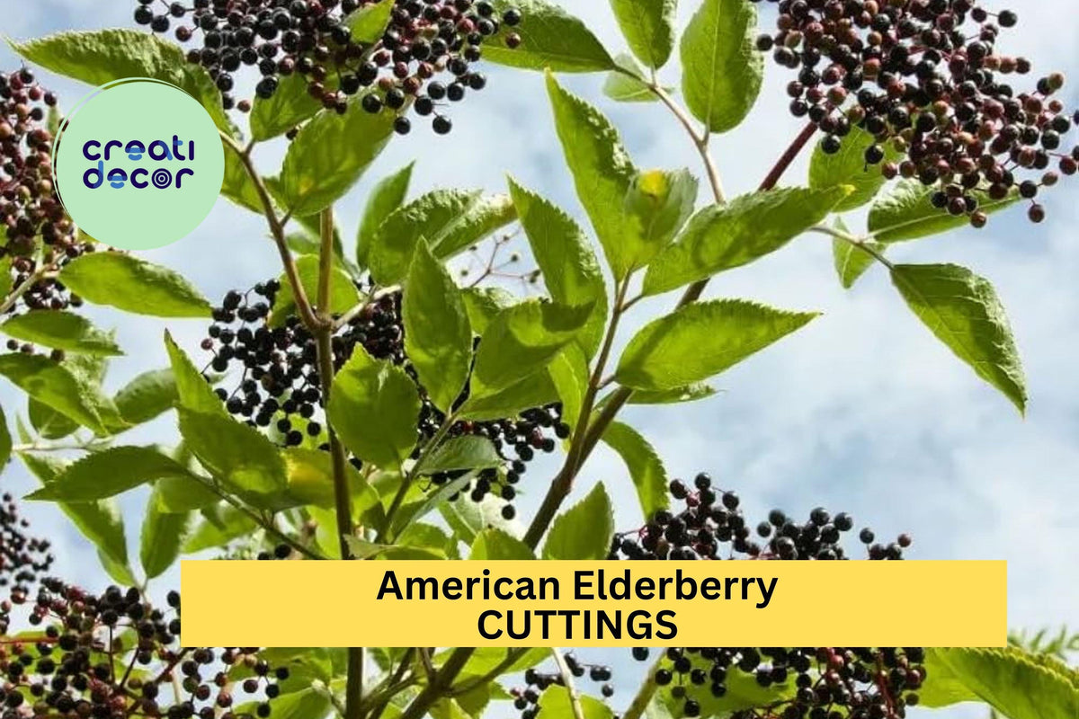 12 American Elderberry Cuttings – Sambucus canadensis Adams & York Varieties for Edible Gardens & Wildlife Habitat