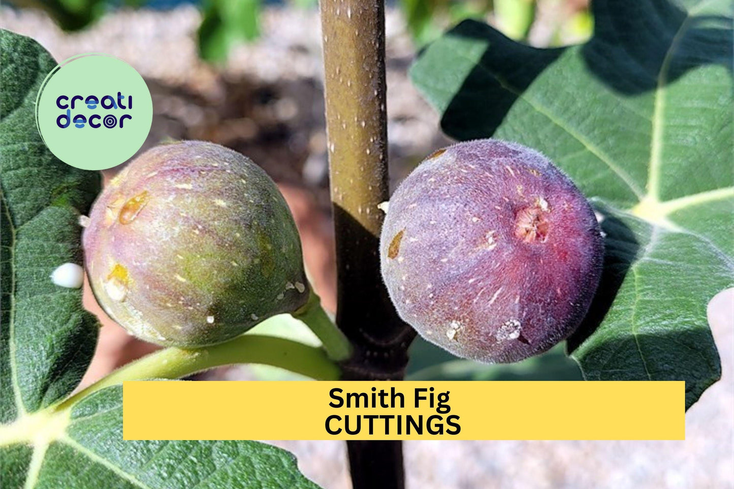 Smith Fig Cuttings 5-Pack with Free Willow Water – Ficus carica ‘Smith’ Hardwood Propagation Material
