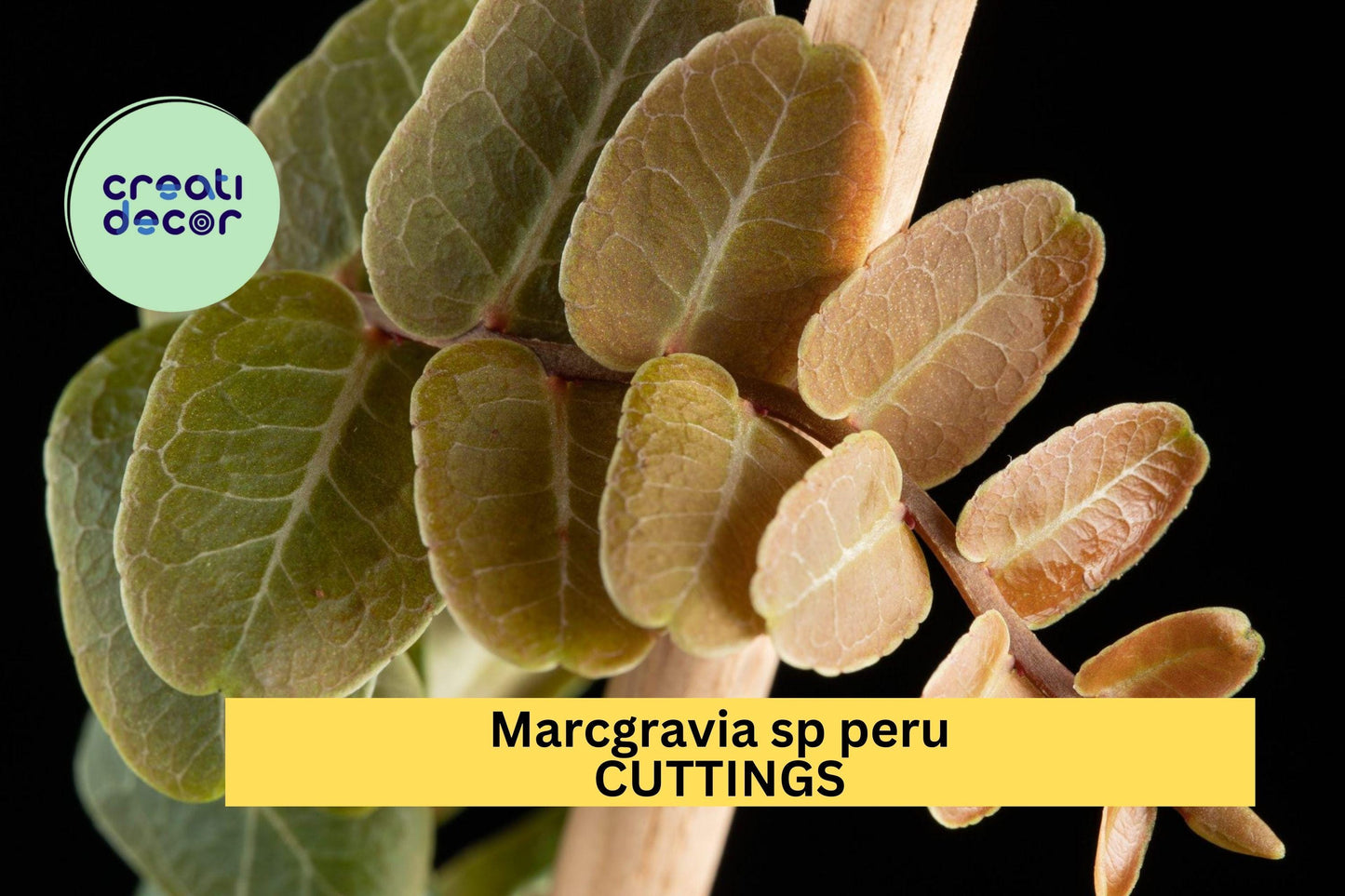 Marcgravia sp. Peru Shingling Vine Cutting – Rare Tropical Climber for Terrariums & Vivariums