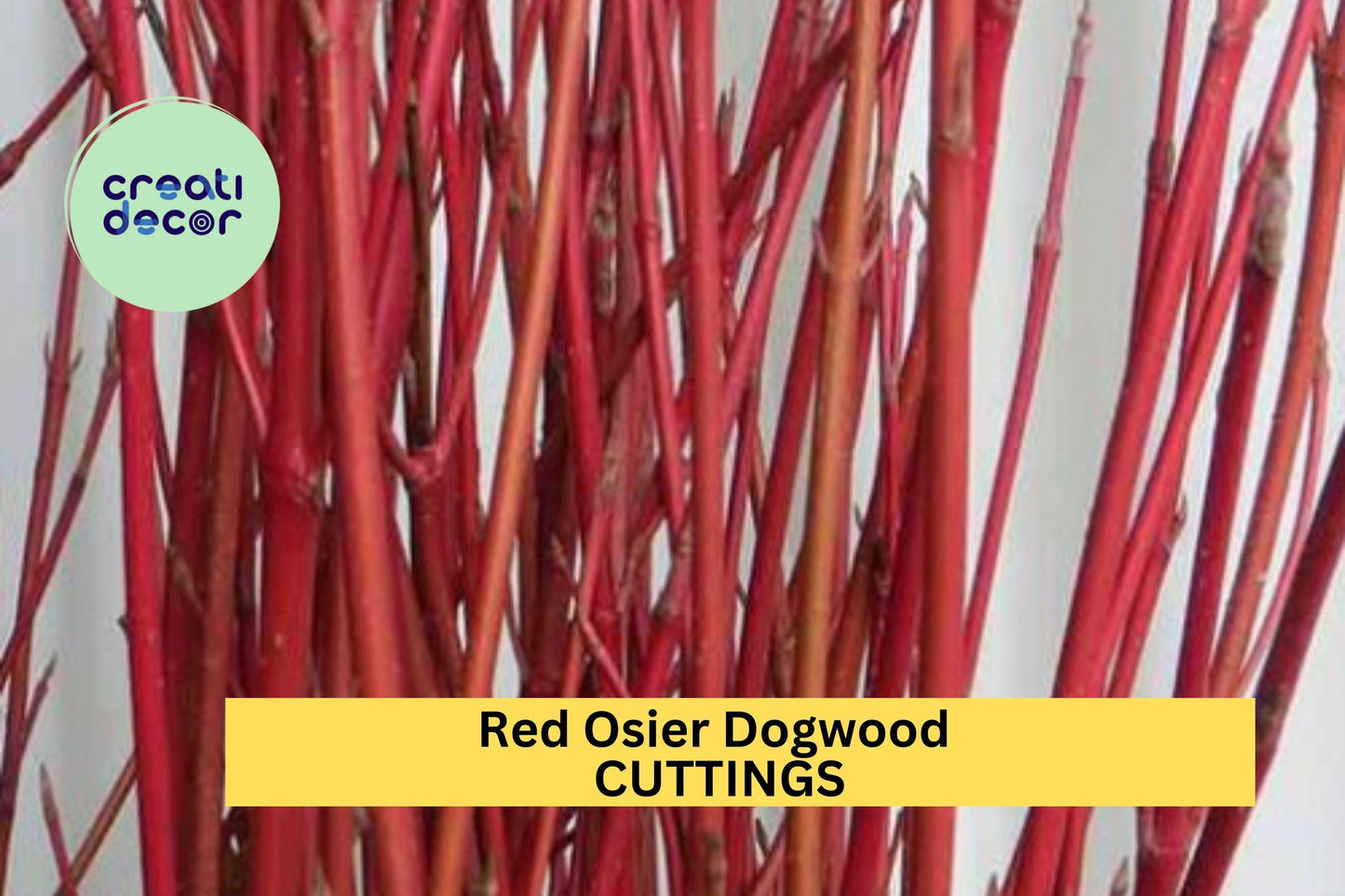 Red Osier Dogwood Cuttings 30-Pack – 10" Hardwood Stems for Propagation, Landscaping, Hedges & Wildlife Gardens – Cornus sericea
