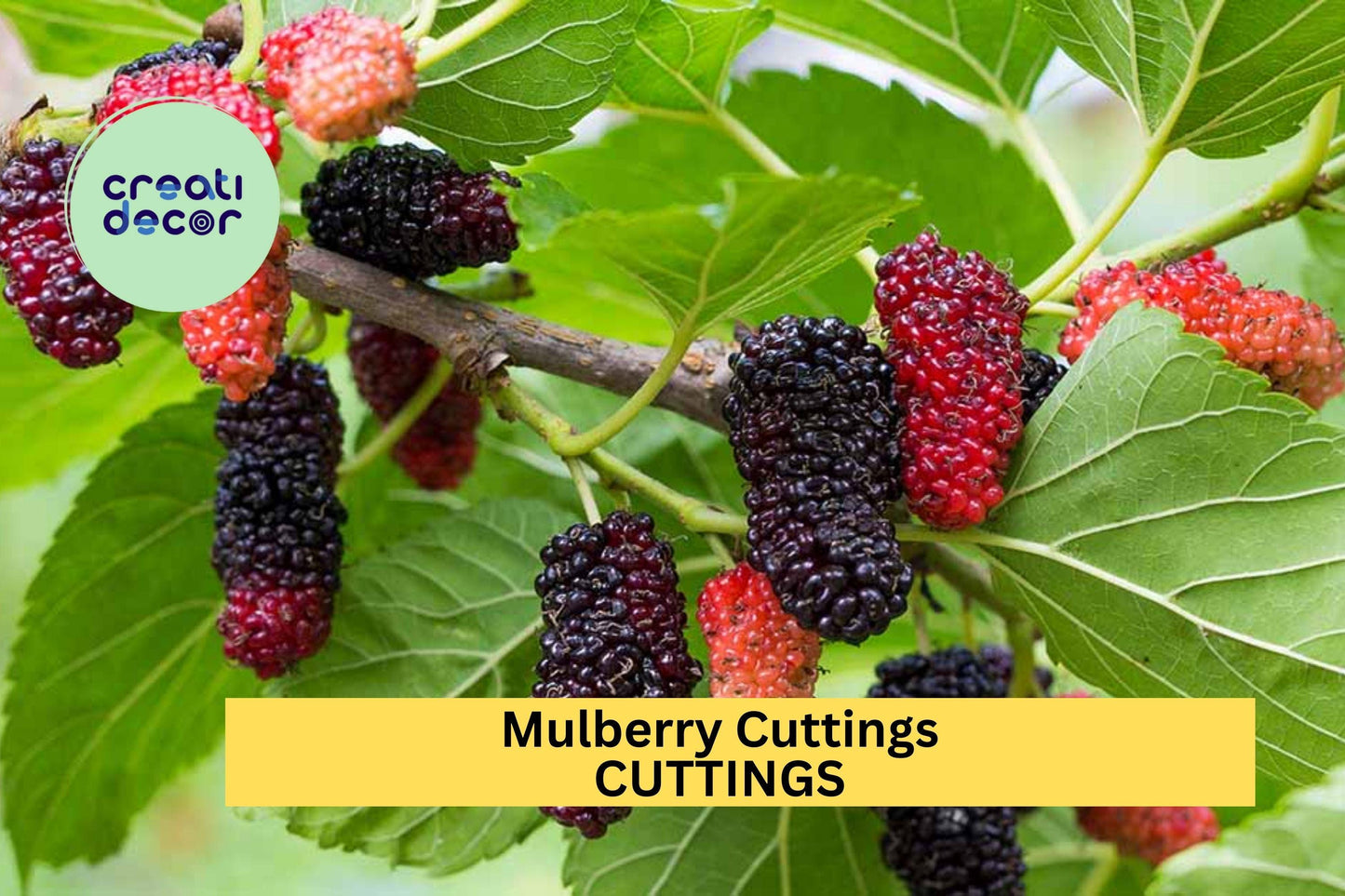Organic Mulberry Cuttings – Unrooted Hardwood Stems for Propagation, Fruit Tree Starter, Morus spp., 8+ Inches, Wholesale Lot
