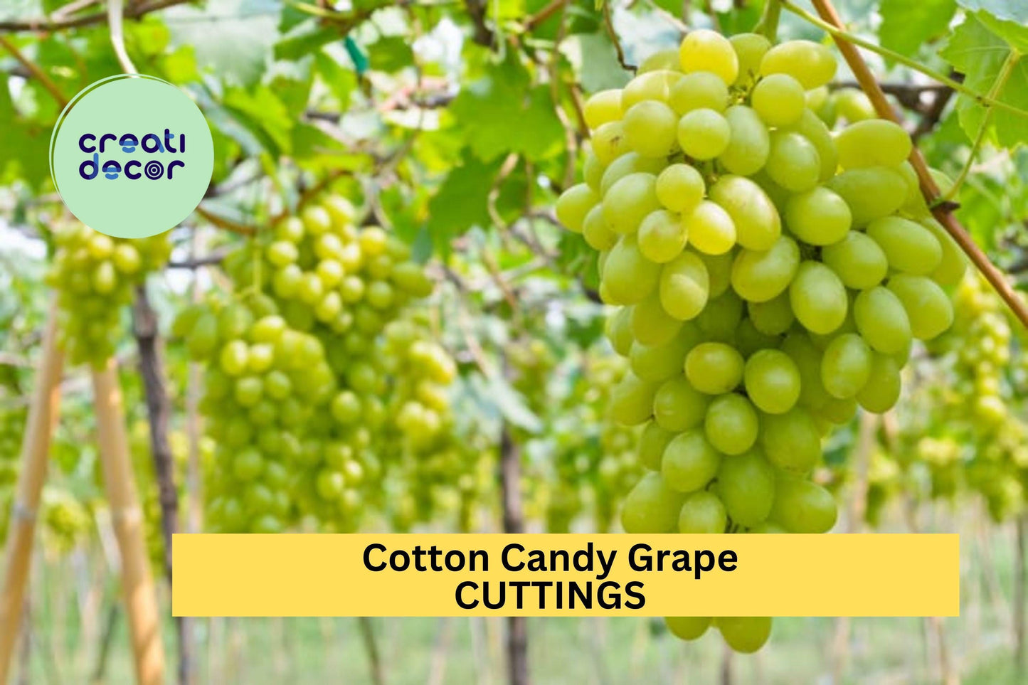 Cotton Candy Grape Cuttings – 5 Unrooted Hardwood Propagation Stems – Rare Vitis vinifera for Rooting or Grafting – Sweet Flavor