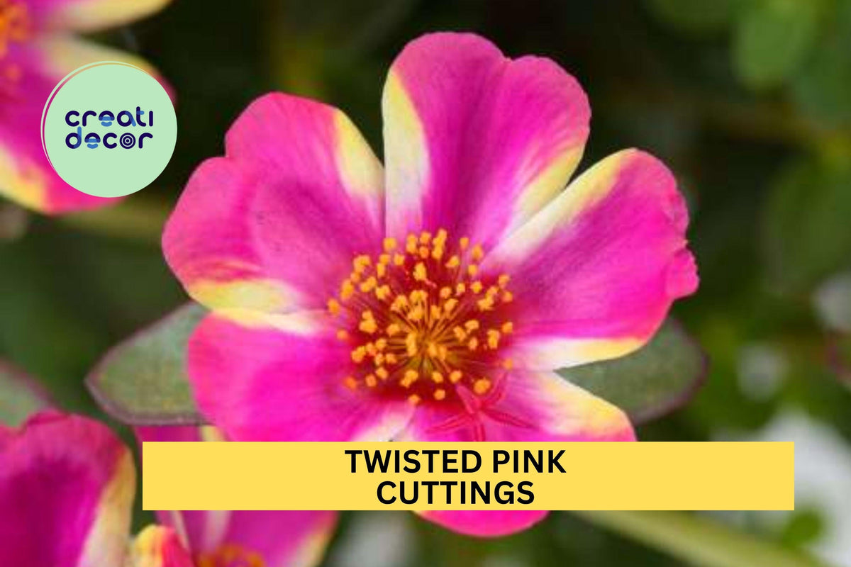 5 Twisted Pink Portulaca Cuttings – Purslane/Portulaca oleracea, Drought-Tolerant Groundcover, Bright Pink Blooms, Easy Rooting, Full Sun