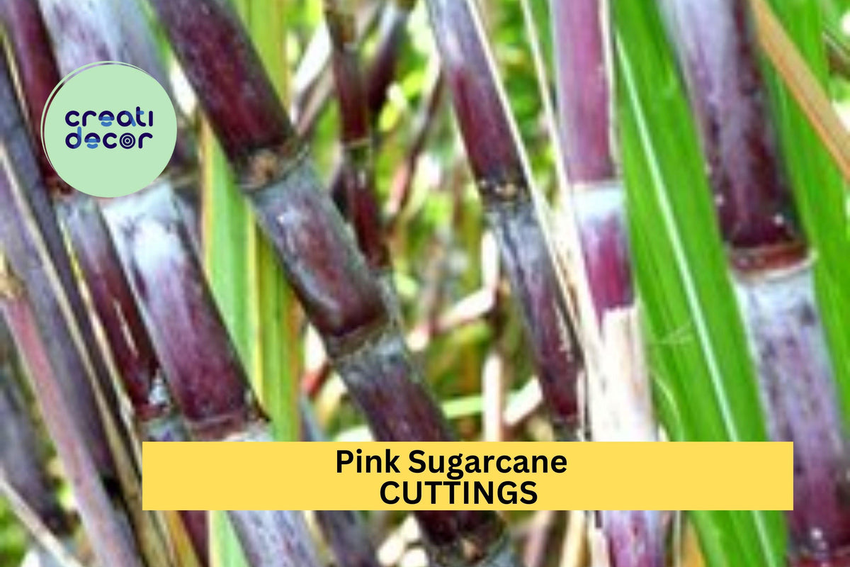 Pink Sugarcane Cuttings – 5 Rooted Saccharum officinarum with 10 Nodes for Garden or Pot Cultivation