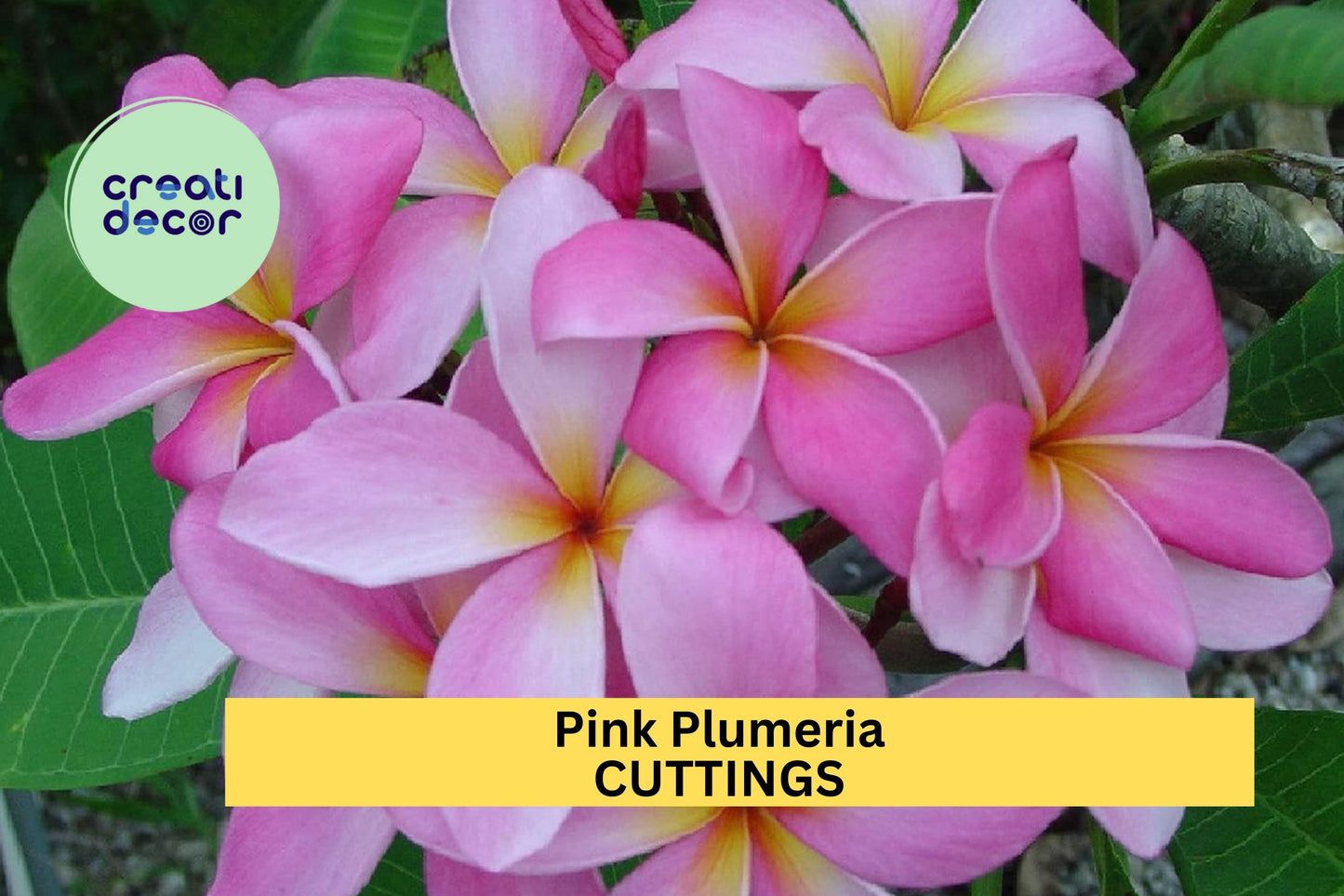 Pink Plumeria Cutting – Double Head 10" Fragrant Tropical Flower Stem – Plumeria rubra for Garden or Pot