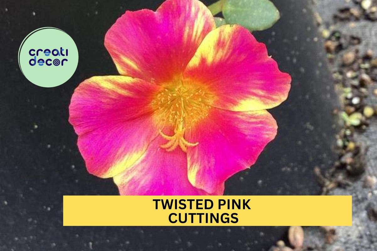 5 Twisted Pink Portulaca Cuttings – Purslane Flowering Plant for Containers & Rock Gardens – Easy to Root, Drought-Tolerant, Portulaca oleracea