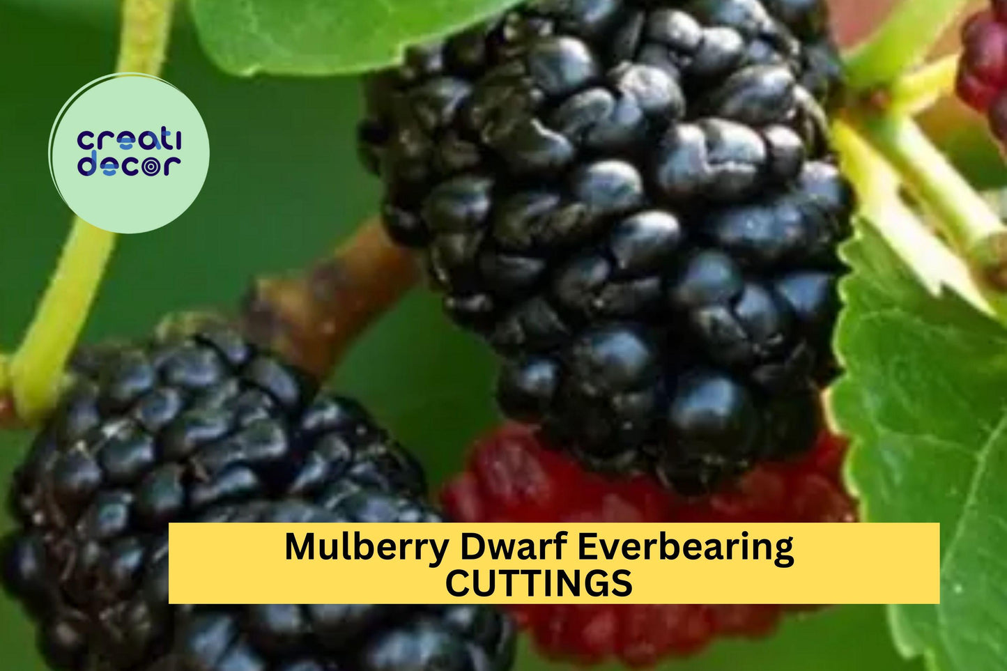 Dwarf Everbearing Mulberry Cuttings – Morus nigra – Assorted Sizes for Propagation – Edible Fruit Tree for Small Gardens