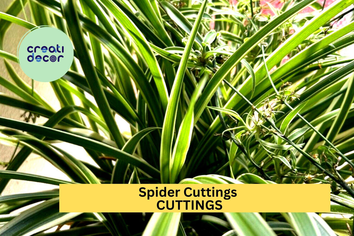 10 Variegated Spider Plant Cuttings – Chlorophytum comosum ‘Variegatum’ – Indoor Houseplant, Hanging Basket, Easy to Grow