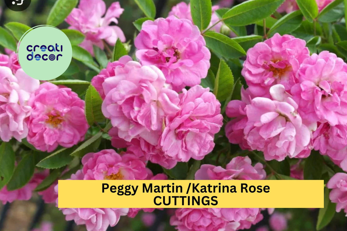 Peggy Martin Rose Cuttings – 5 Unrooted Climbing Rose Stems – Pink Fragrant Blooms – Rosa ‘Peggy Martin’ – Hardy, Thornless, Fast Growing