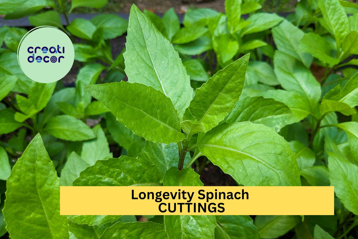 8 Longevity Spinach Cuttings Gynura procumbens Fresh Edible Green Leaves for Garden or Pots