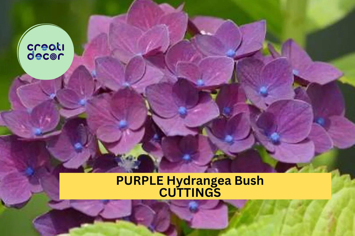 Purple Hydrangea Cuttings – 6” Unrooted Stem Propagation – Heirloom Hydrangea macrophylla – Vibrant Purple Blooms for Garden & Container