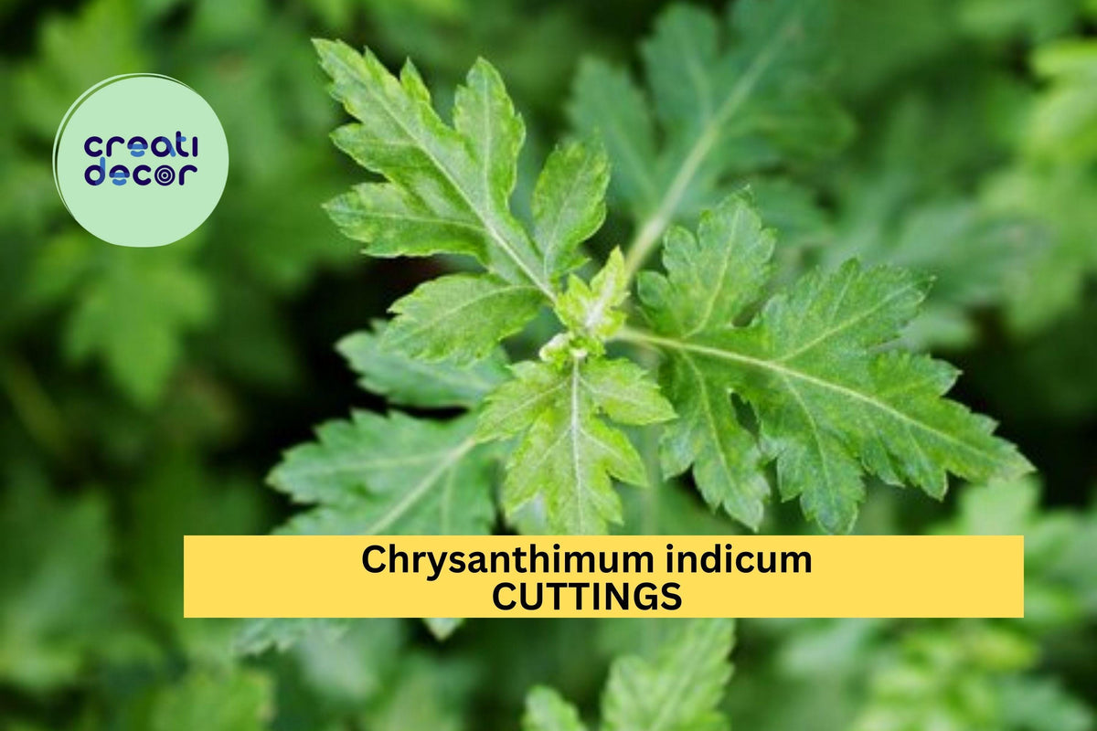 Chrysanthemum indicum Cuttings – 10 Unrooted Stems for Gardening, Edible Ornamental, 菊花脑, Easy Propagation