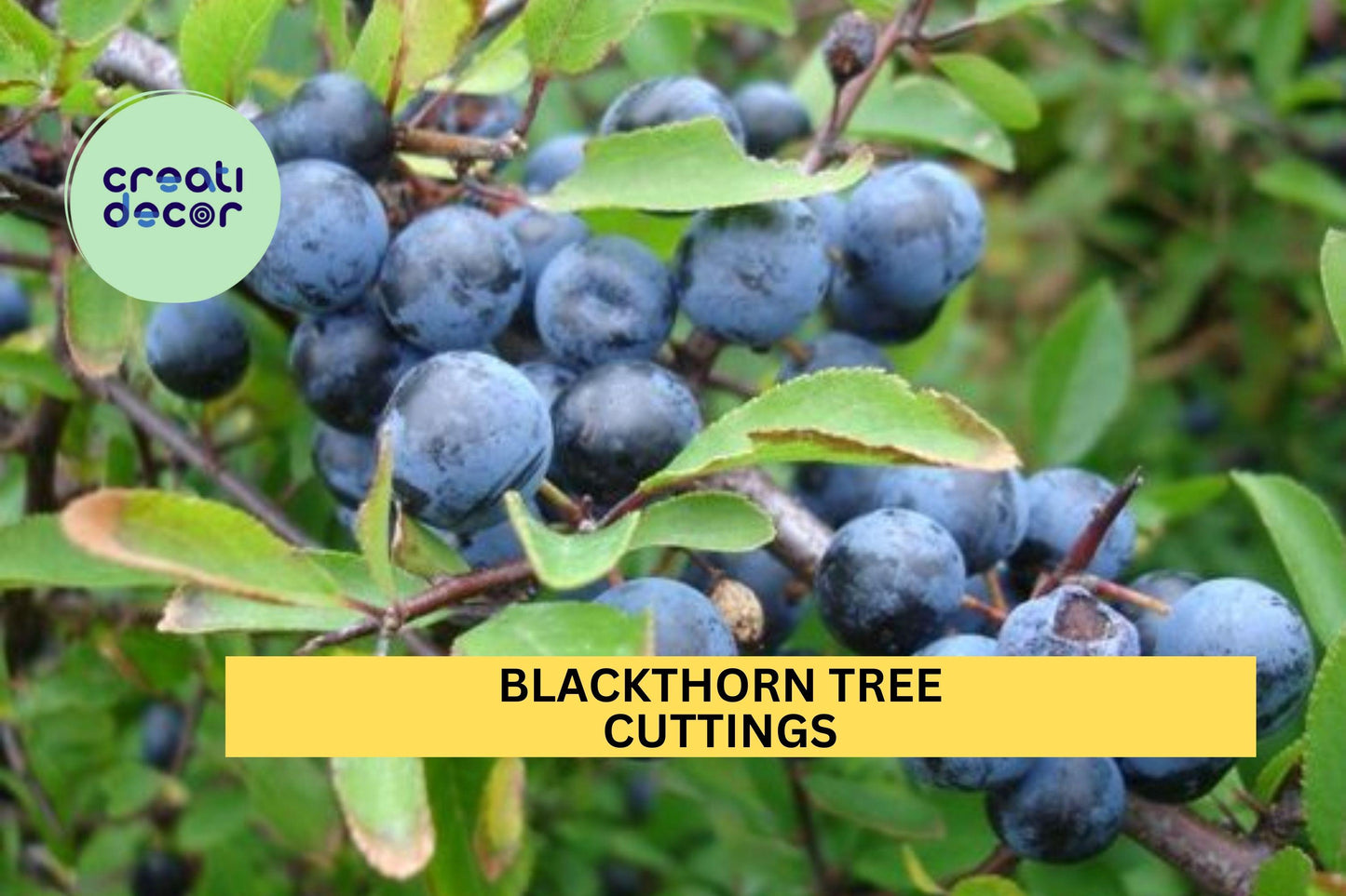 Blackthorn Cuttings – Prunus spinosa Sloe Berry Bush Starter for Hedgerows & Wildlife Gardens