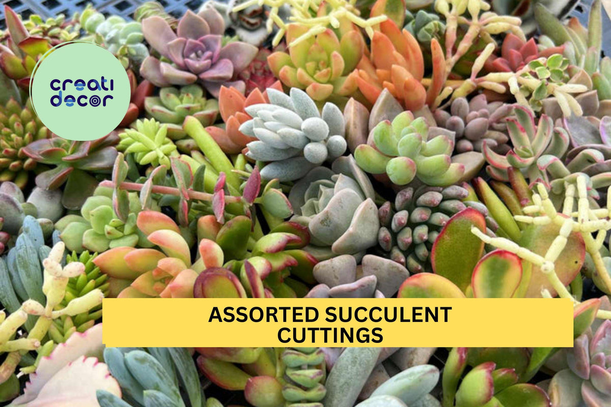 Assorted Succulent Cuttings Pack – 35 Unrooted Varieties Including Echeveria, Sedum, Crassula – Easy to Grow, Free Shipping