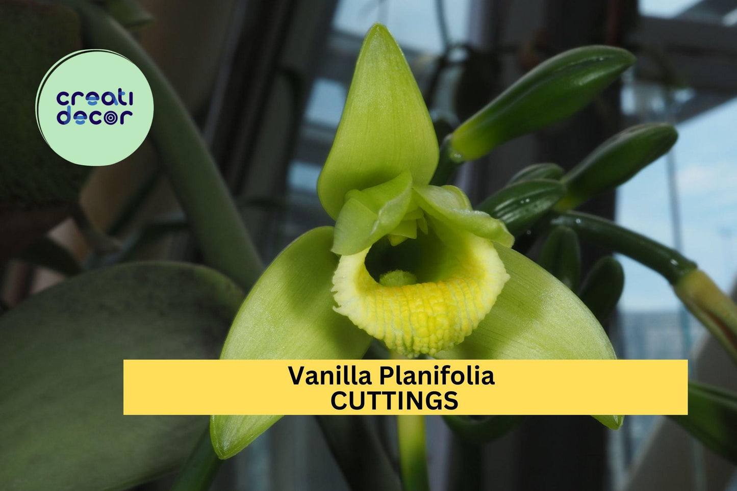 Vanilla Planifolia Fresh Cuttings – 12-Inch Tropical Orchid Vine for Indoor Garden, Greenhouse, or Trellis