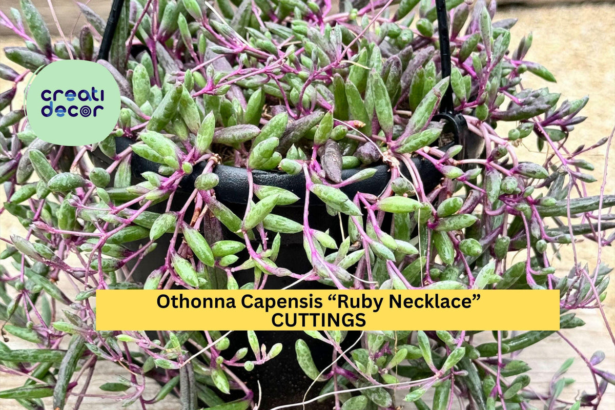 Succulent Cuttings – Ruby Necklace (Othonna capensis) Trailing Purple Stems, Organic Unrooted Succulent Propagation Material