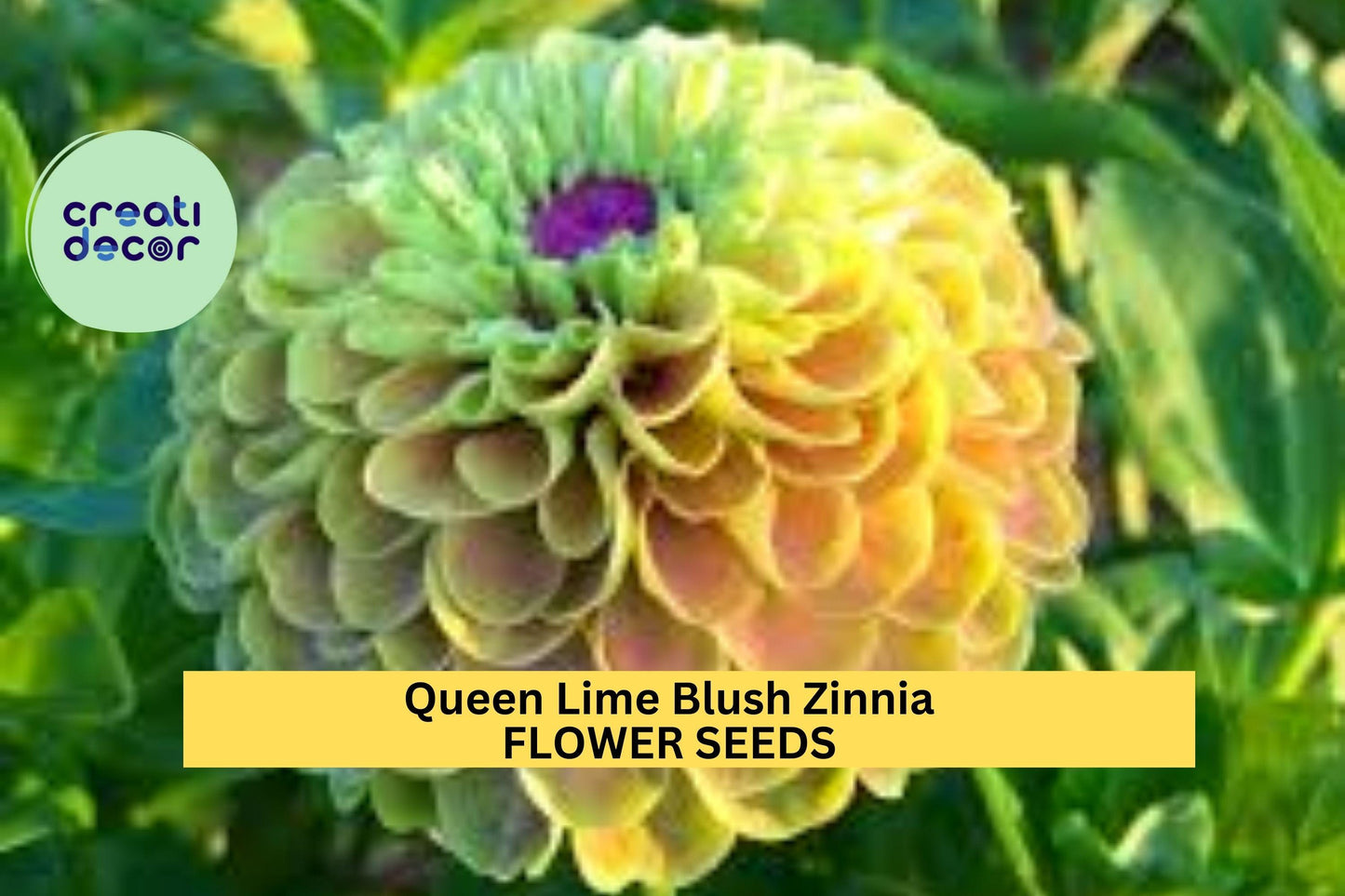Queen Lime Blush Zinnia Seeds – 100+ | Green-Pink Blooms | Zinnia elegans | Cut Flower, Cottage Garden, Summer Bed