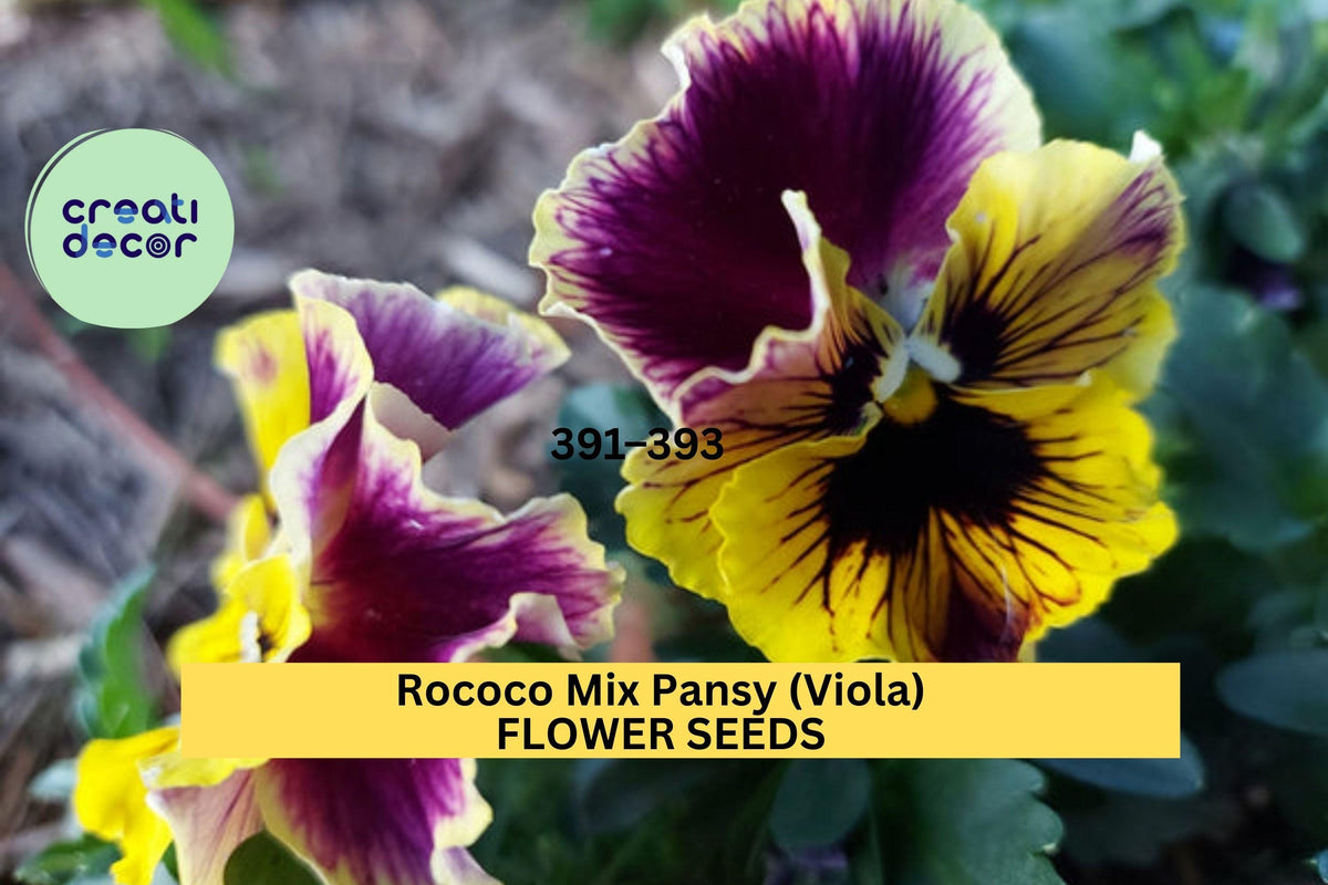 Rococo Mix Pansy Seeds – Viola × wittrockiana – Ruffled Multicolor Flower Seeds for Borders, Containers & Cool-Season Gardens
