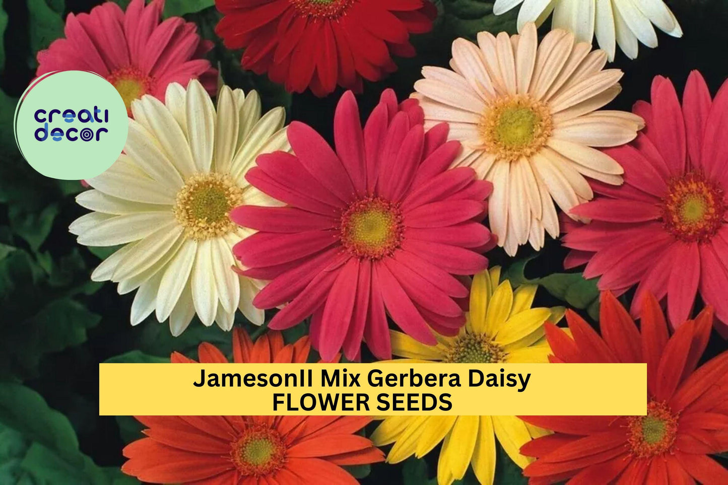 Gerbera Daisy Jamesonii Mix Seeds – 200+ Vibrant Flower Seeds for Containers, Borders & Cutting Gardens – Bright Red, Yellow, Pink, White & Orange