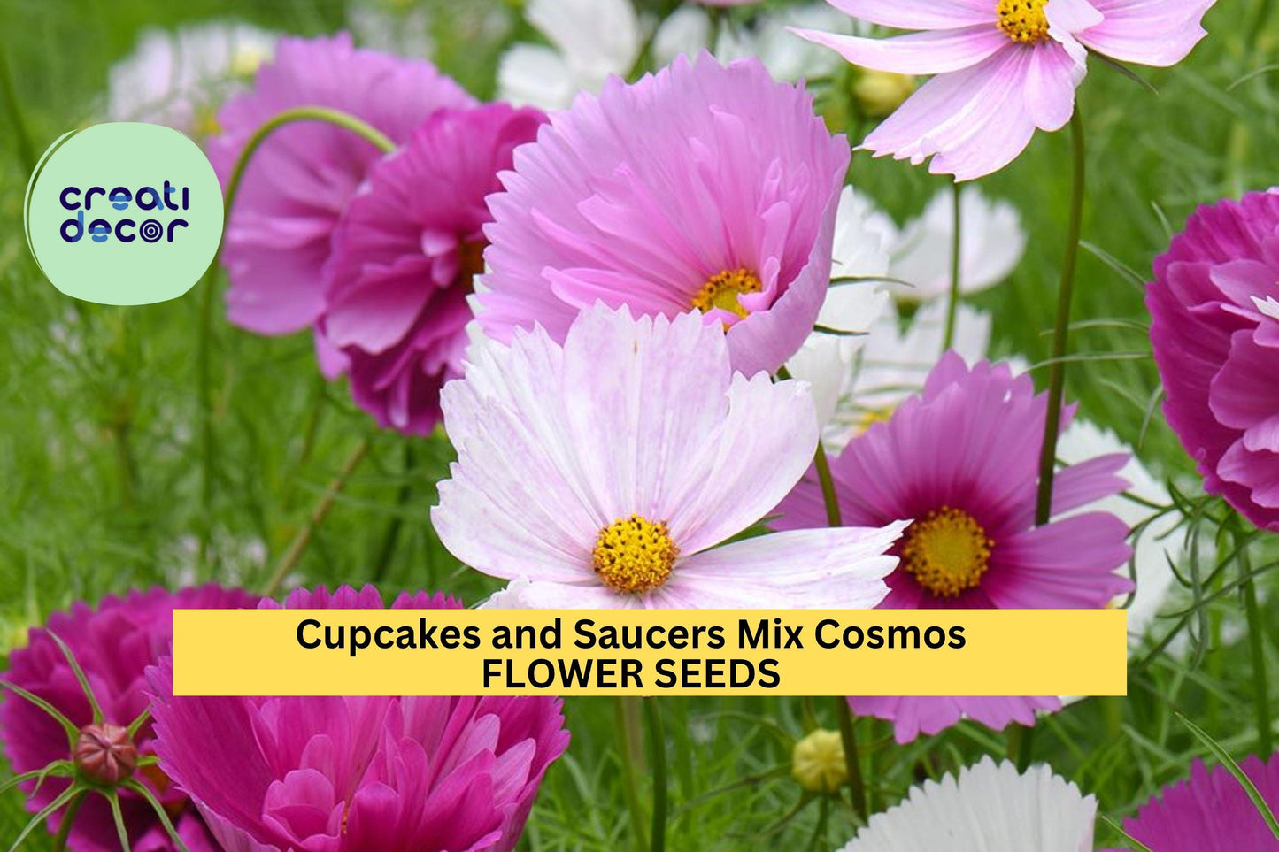 Cupcakes & Saucers Cosmos Seeds – Ruffled Pink & White Blooms, Cosmos bipinnatus, Cut Flowers, Pollinator Friendly, 200+ Seeds
