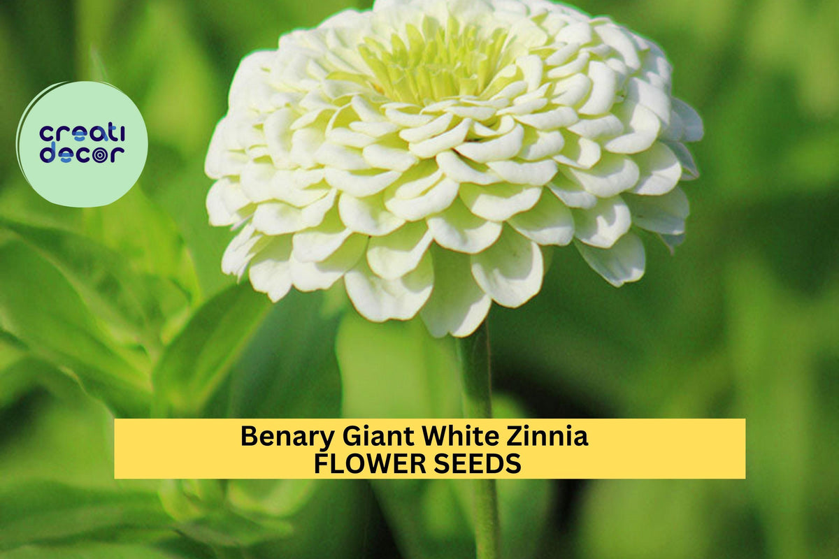 Benary Giant White Zinnia Seeds – 100+ Pure White Blooms for Cut Flowers, Borders & Pollinator Gardens – Zinnia elegans