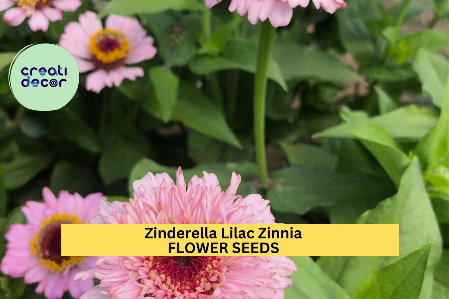 Zinderella Lilac Zinnia Seeds – 100+ Soft Lilac-Purple Flowers for Cut Flowers, Pollinator Gardens & Borders – Zinnia elegans