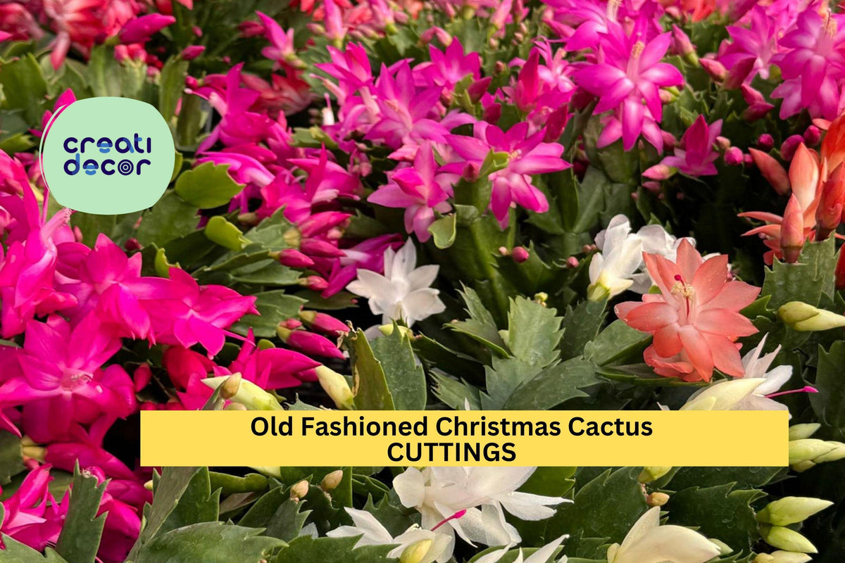 Old Fashioned Christmas Cactus Cuttings, Schlumbergera bridgesii, Heirloom Holiday Indoor Plant, Trailing Cactus, Festive Blooms