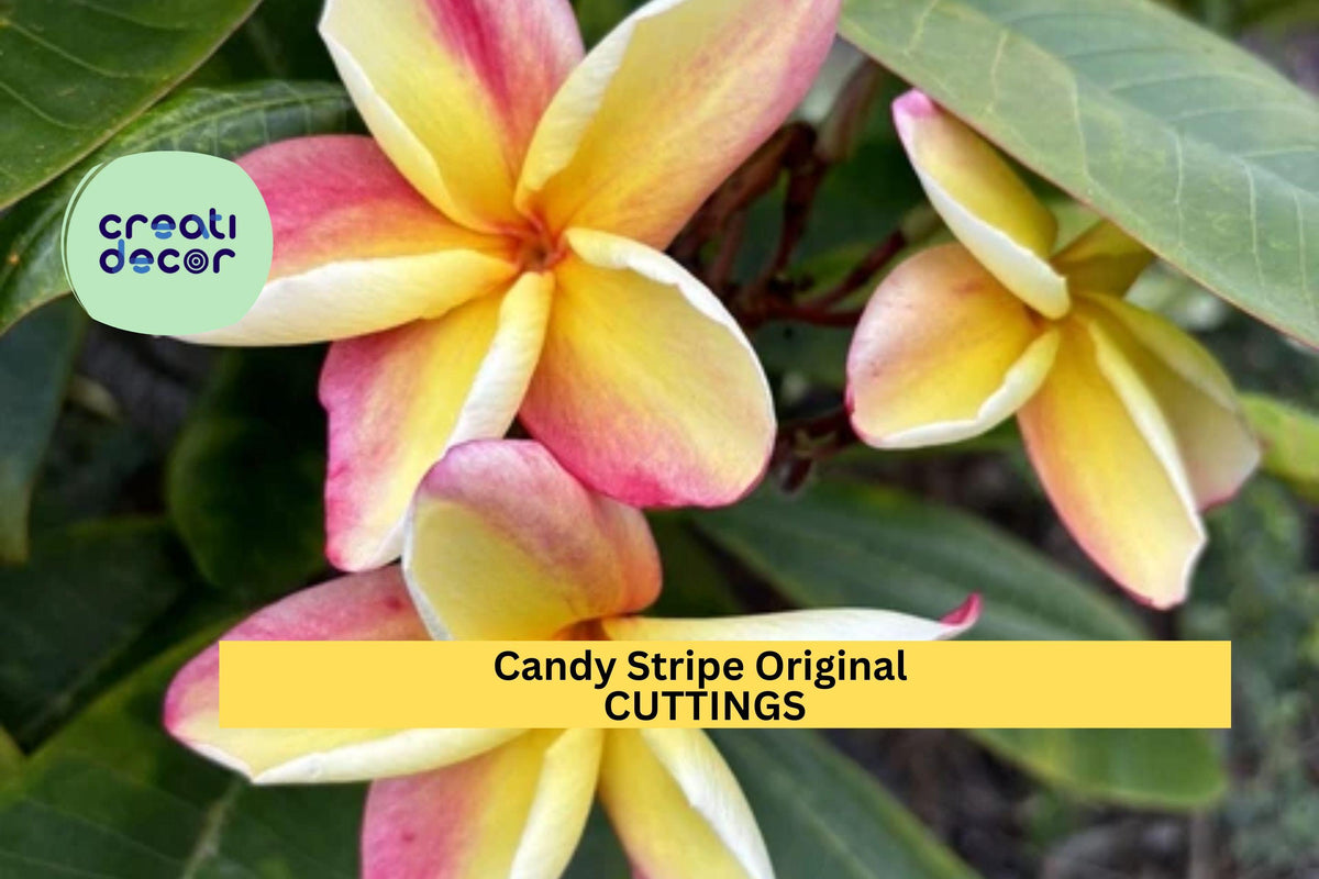 Candy Stripe Plumeria Cutting Double Head – 10" Unrooted Tropical Frangipani Tree – Plumeria rubra 'Candy Stripe'