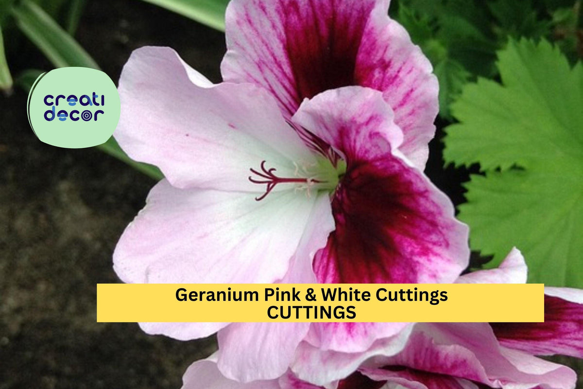 Pink & White Geranium Cuttings | Pelargonium Species | Flowering Garden & Pot Plant | Easy to Grow Unrooted Starter Plants