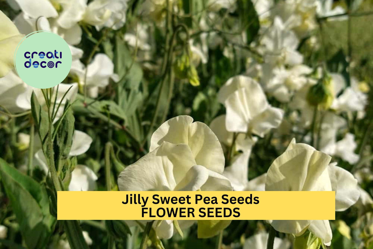 Jilly Sweet Pea Seeds – 50+ Creamy White Blooms for Trellises, Cottage Gardens & Cut Flowers – Lathyrus odoratus
