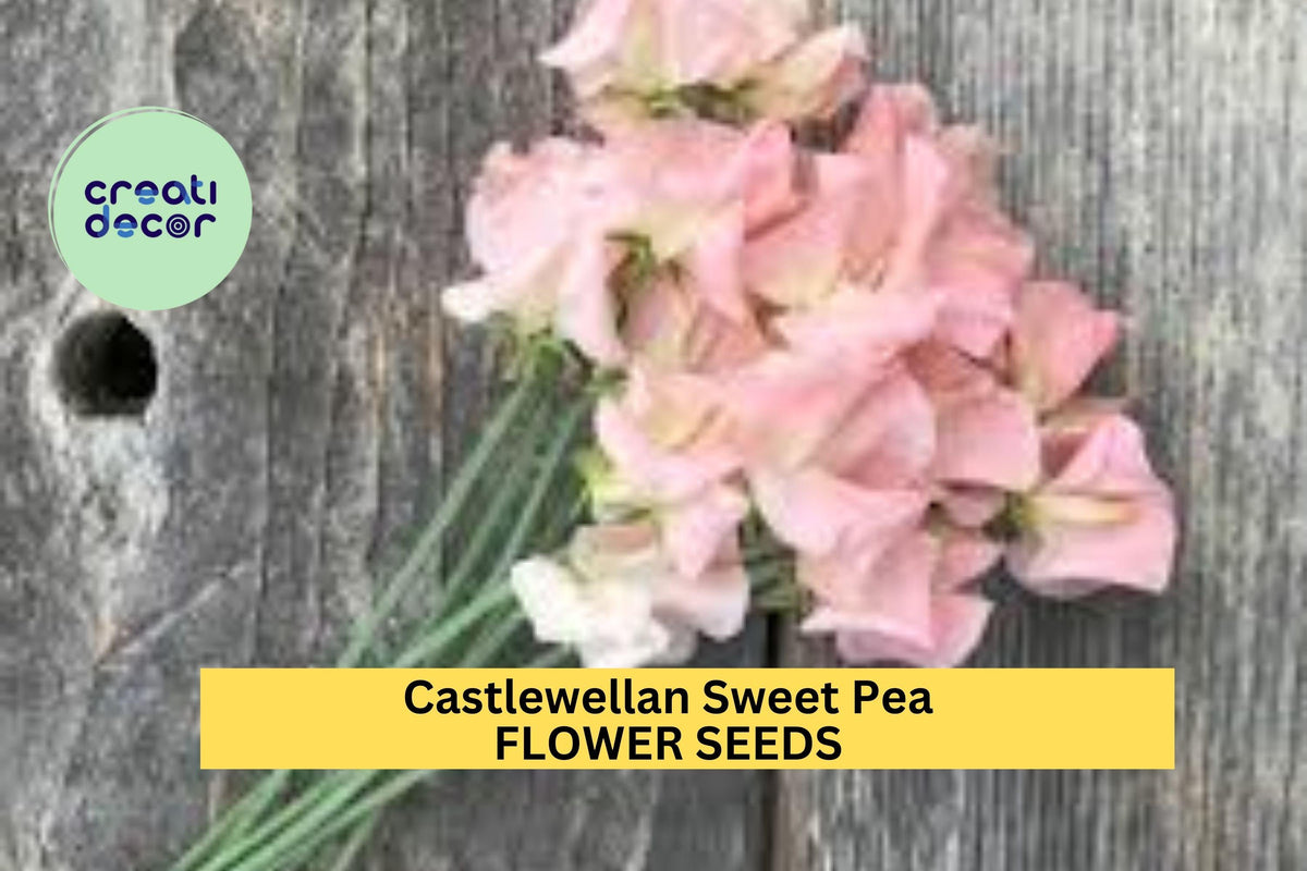 Castlewellan Sweet Pea Seeds – 50+ Magenta Climbing Vine for Trellises, Borders & Bouquets – Lathyrus odoratus