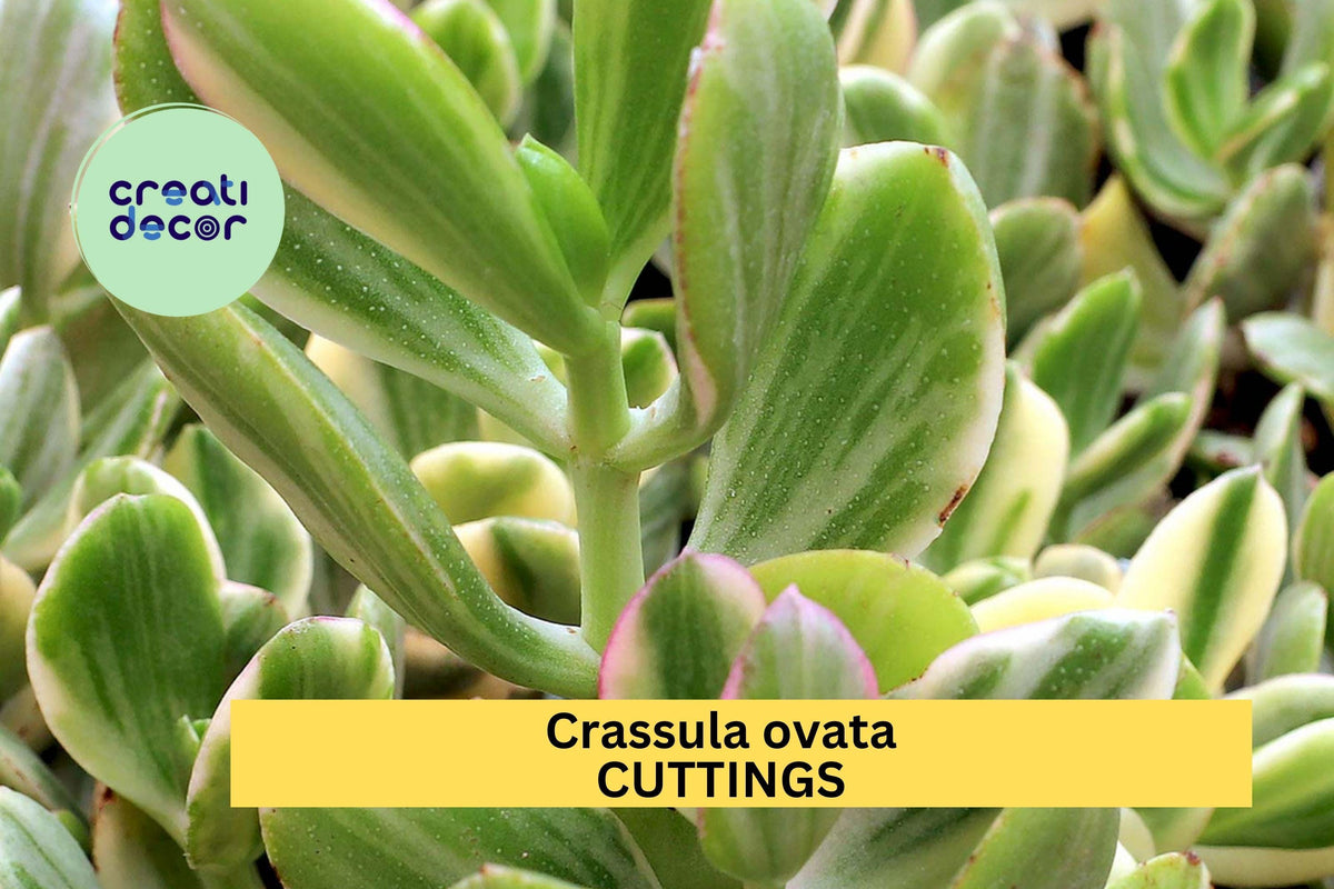 Variegated Jade Plant Cuttings | Crassula Ovata | Green & White Variegation | Indoor Succulent Starter