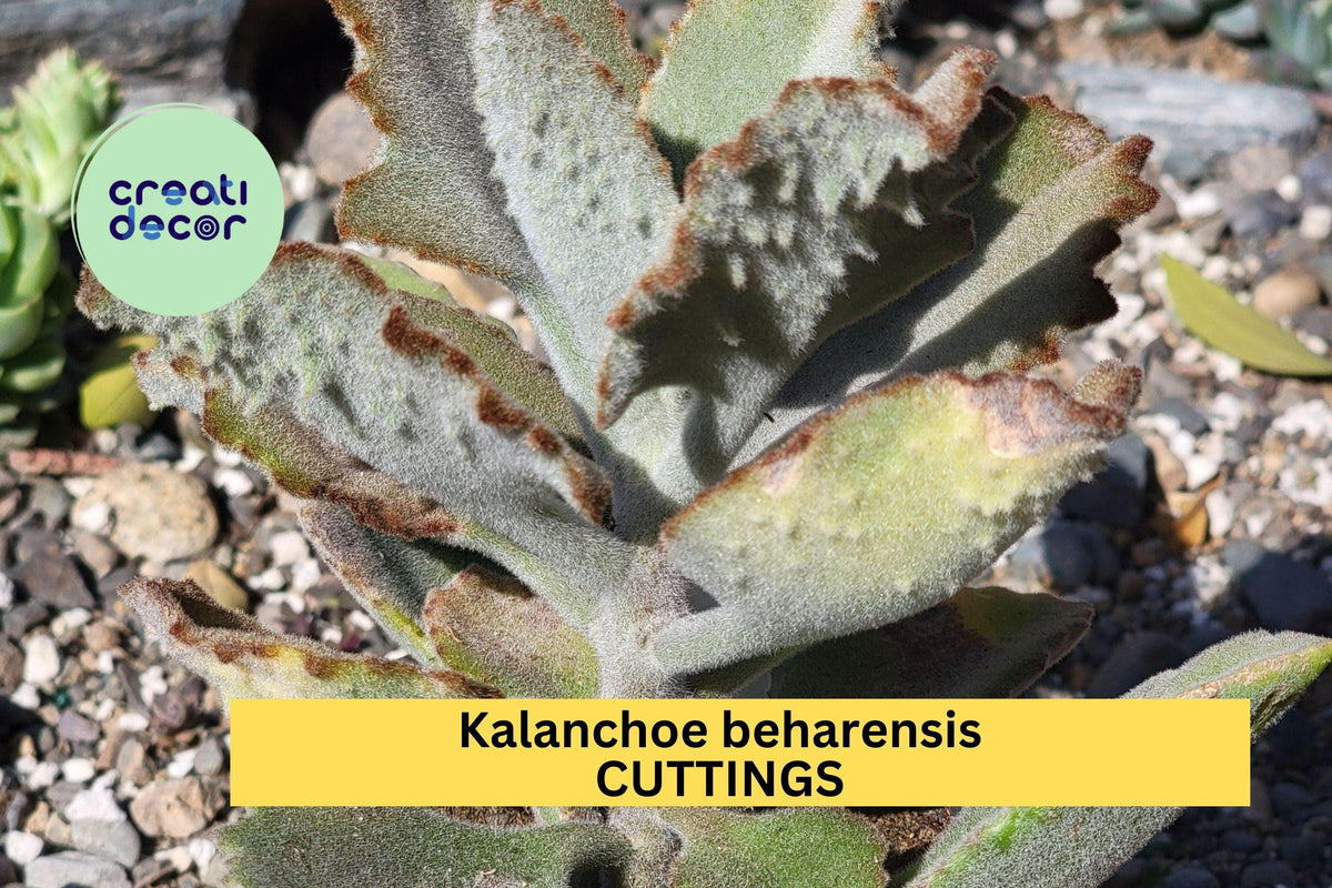 Kalanchoe Beharensis 'Fang' Succulent Cutting – Fuzzy Silver-Green Leaves, Drought Tolerant Indoor or Outdoor Plant