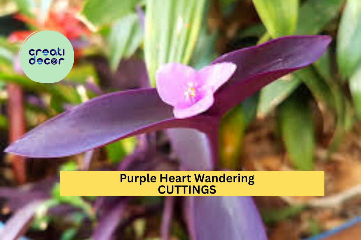 Purple Heart Cuttings | Tradescantia pallida | Trailing Plant for Pots, Ground Cover & Hanging Baskets
